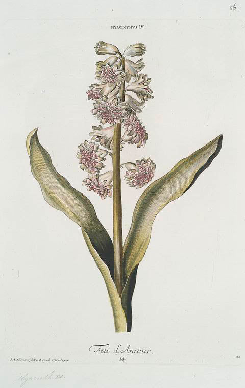 Hyacinthvs IV = Feu d'Amour. [Hyacinth IV]