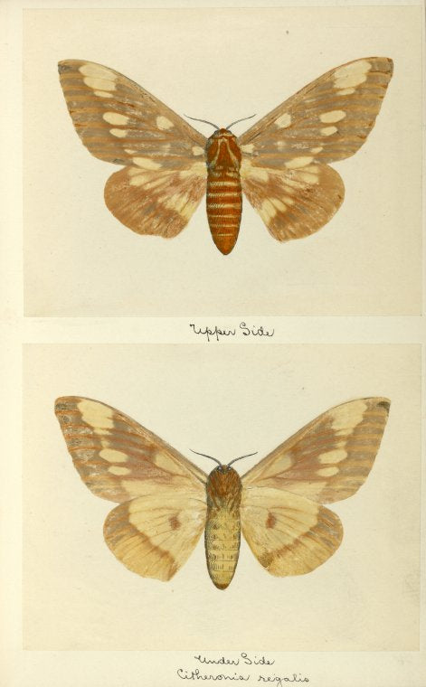 Citheronia regalis (upper side; under side).