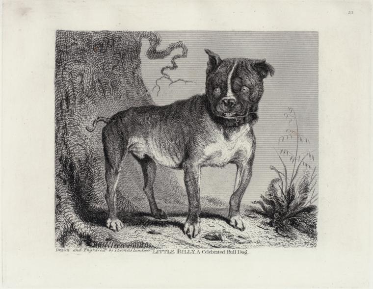 Little Billy, a celebrated bulldog.