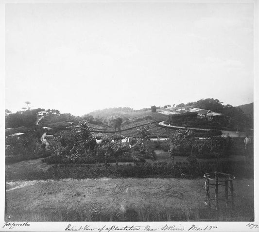 Distant view of a plantation near St. Pierre, Martinique.