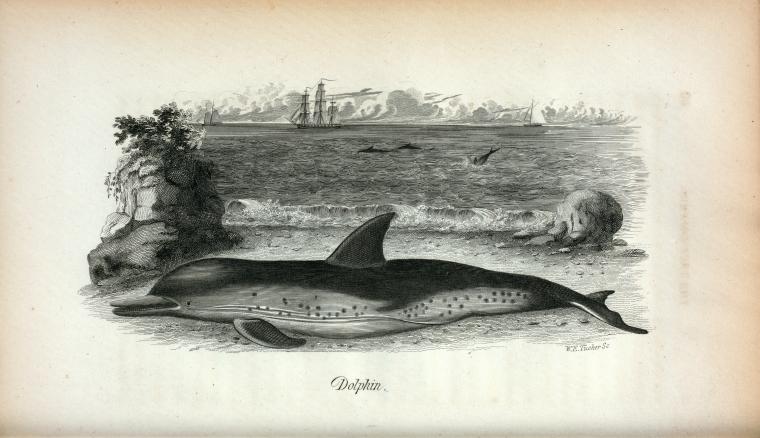 Dolphin (Delphinus Delphis).