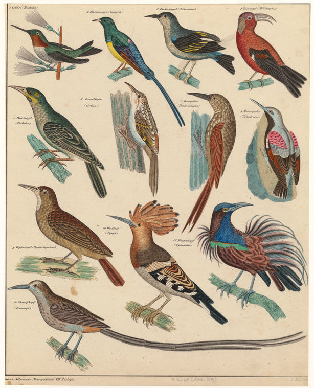 Birds