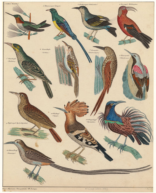 Birds