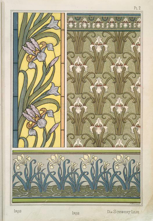 Iris