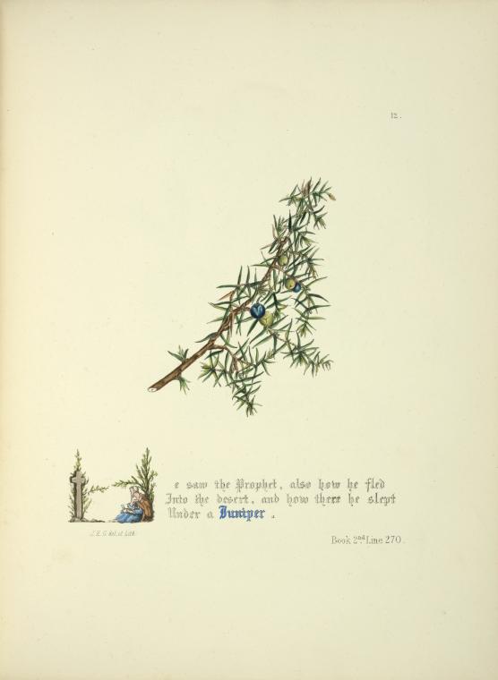 Juniper