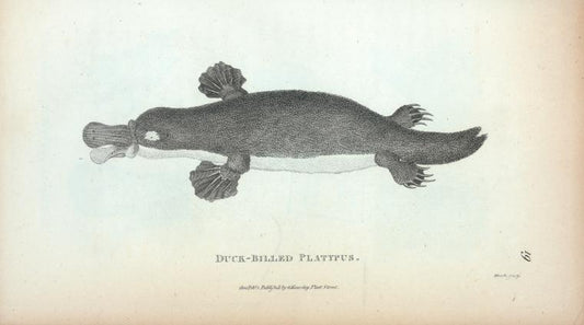 Duck-billed Platypus.