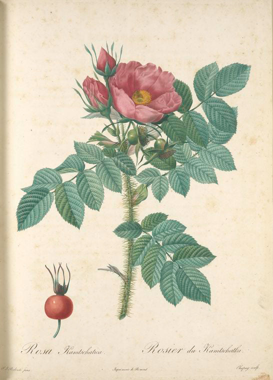 Rosa Kamtschatica; Rosier a feuilles rugueuses