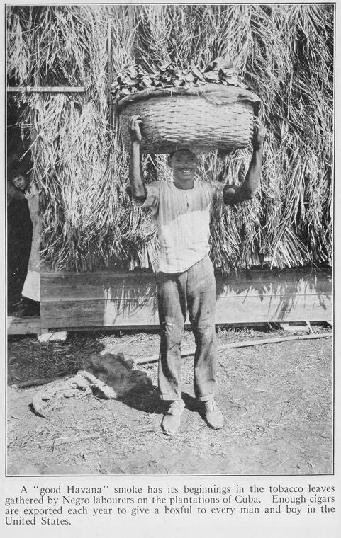 A "good Havana" smoke has its beginnings in the tobacco leaves gathered by Negro labourers on the plantations of Cuba. Enough cigars are exported each year to give a boxful to every man and boy in the United States.