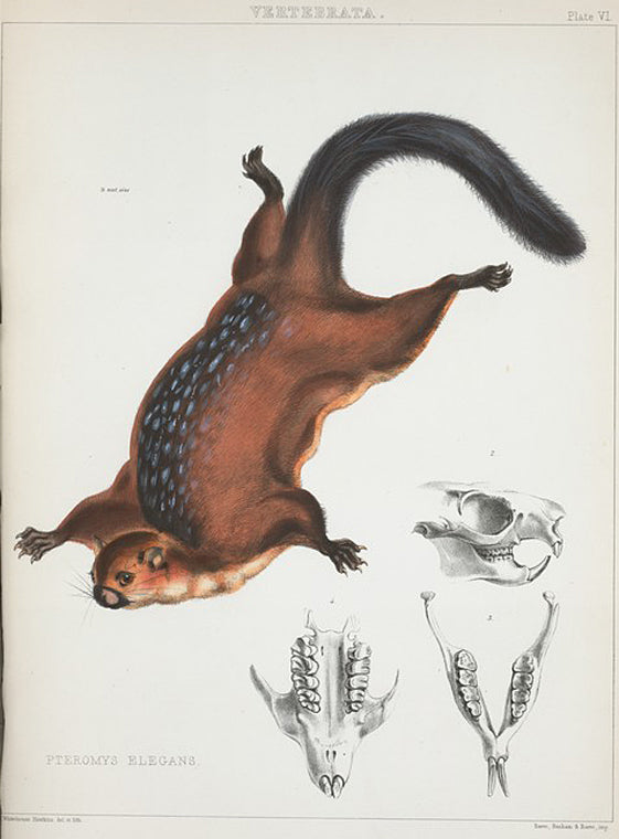 Pteromys elegans.
