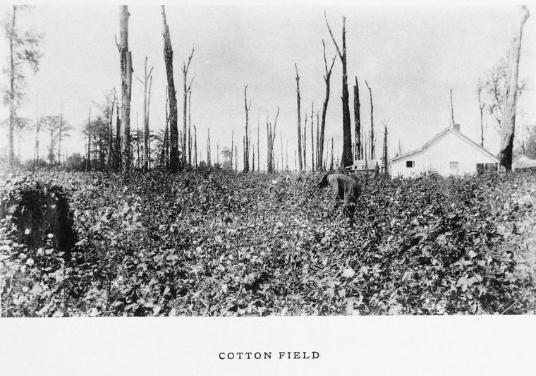 Cotton field.