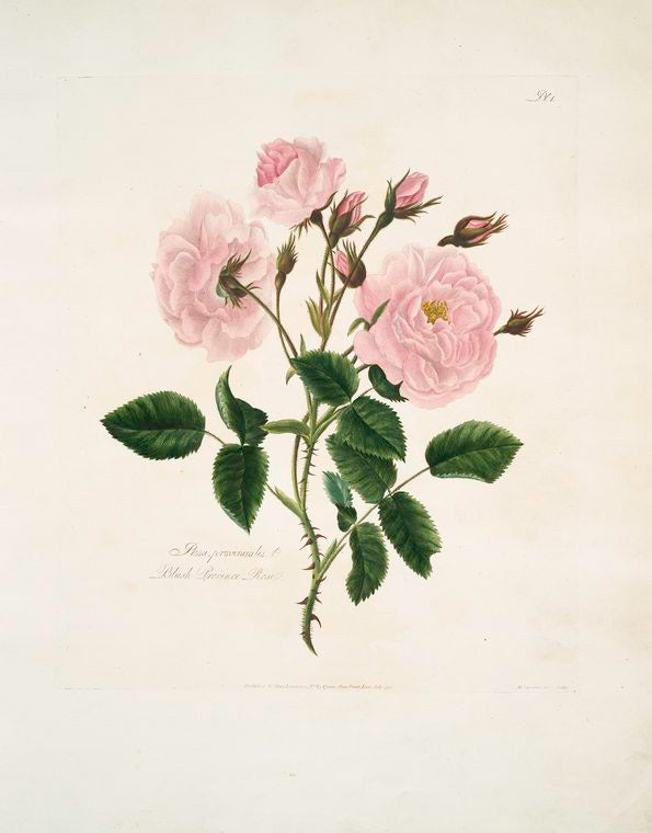 Rosa, provincialis