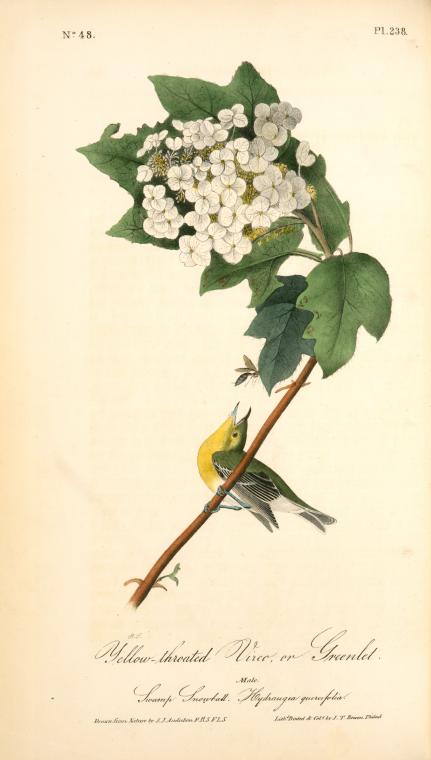 Yellow-throated Vireo or Greenlet, Male (Swamp Snowball. Hydrangea quercifolia.)