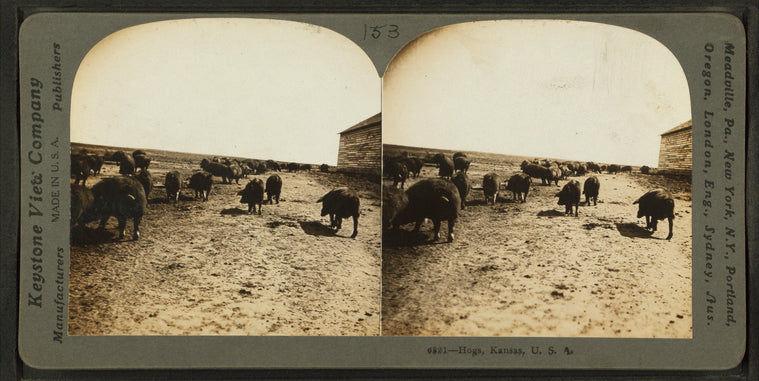 Hogs, Kansas, U.S.A.