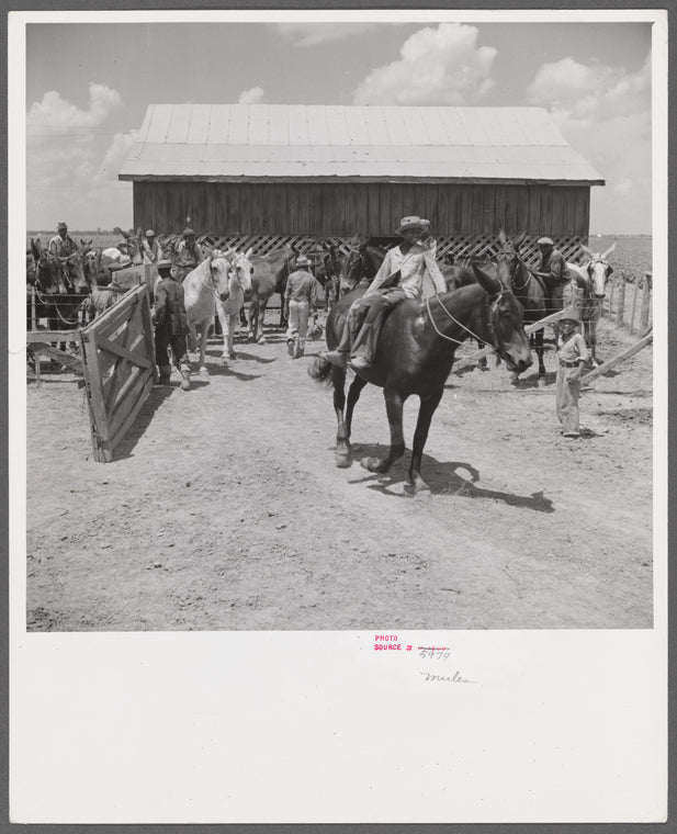 After the noon hour in the plantation yard, the mules, tractors and cultivators are taken out to finish the day's work. King and Anderson plantation, near Clarksdale. Mississippi Delta, Mississippi.