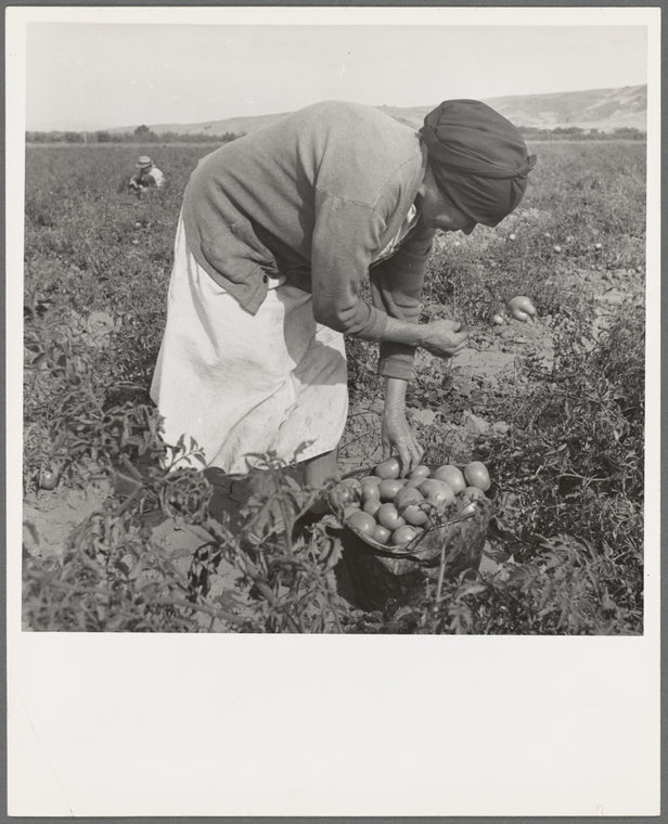 Mexican migrant woman harvesting tomatoes. Santa Clara Valley, California