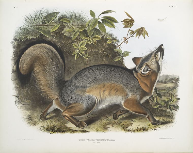Canis (Vulpes) Virginianus, Grey Fox. 5/7 Natural size.
