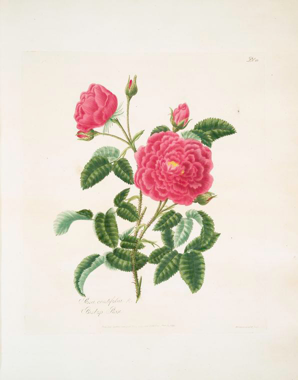 Rosa centifolia