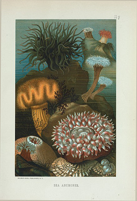 Sea-Anemones.