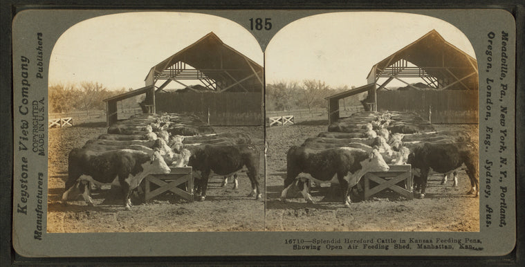 Splendid hereford cattle in Kansas feeding pens showing open air feeding shed, Manhattan, Kan.