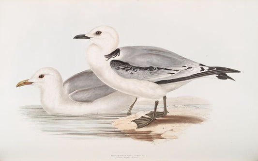 Kittiwake Gull