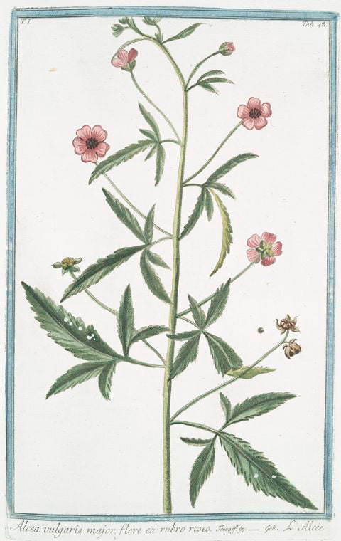 Alcea vulgaris major, flore ex rubro roseo = L'Alicée. [Musk Mallow]