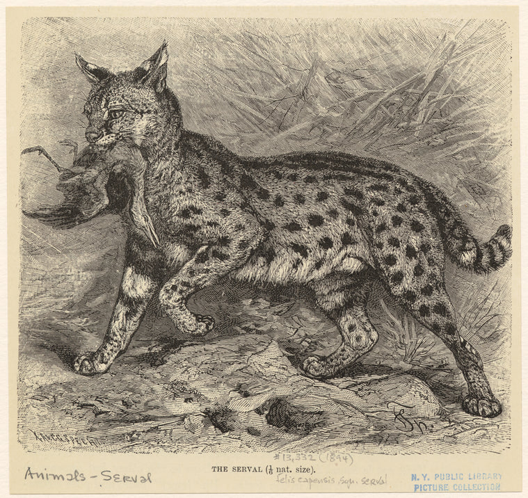 The serval