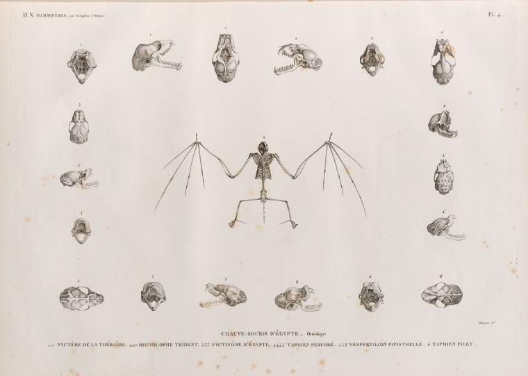 Zoologie. Mammifères. Chauve-souris d'Égypte. Ostéologie. 1.1'.1". Nyctère de la thébaïde; 2.2'.2". Rhinolophe trident; 3.3'.3". Nyctinôme d'Égypte; 4.4'.4".4'". Taphien perforé; 5.5'.5". Vespertilion pipistrelle; 6. Taphien filet.