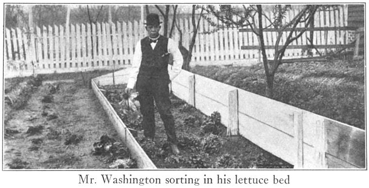 Mr. Washington sorting in his lettuce bed.