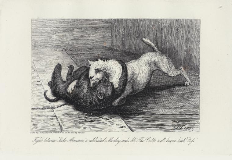 Fight between "Jacko Maccacco," a celebrated monkey, and Mr. Thos. Cribb's well known bitch "Puss."