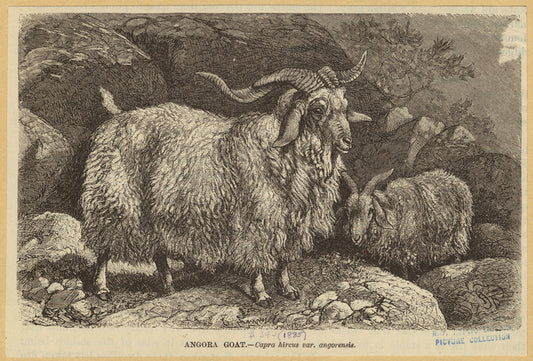 Angora goat -- Capra hircus var. angorensis