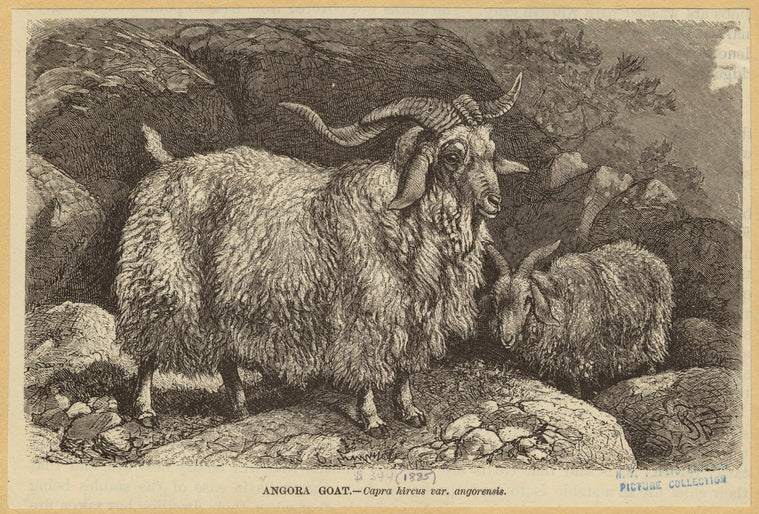 Angora goat -- Capra hircus var. angorensis
