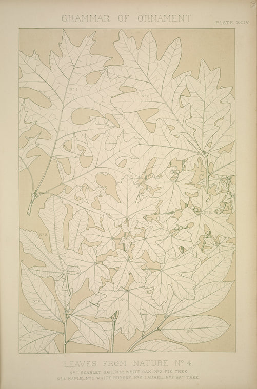 Leaves and Flowers from Nature Ornament no. 4: Leaves of the Oak, Fig Tree, Maple, White Bryony, Laurel, and Bay-tree, full size.