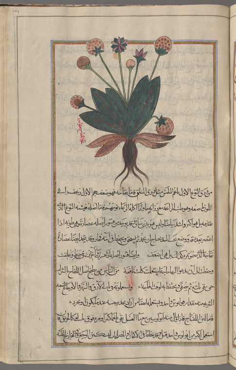 Mandrake (Mandragora officinarum), mândarâjûrâs [!]