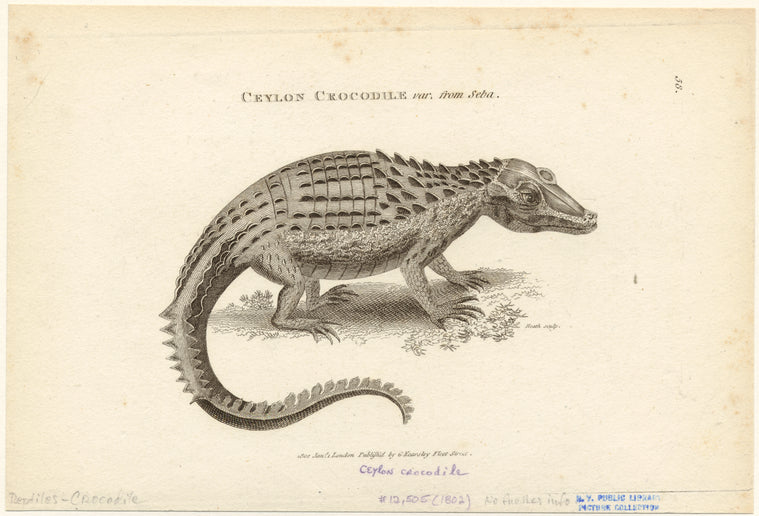 Ceylon crocodile