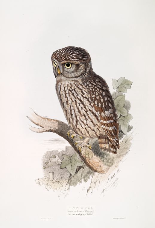 Little Owl