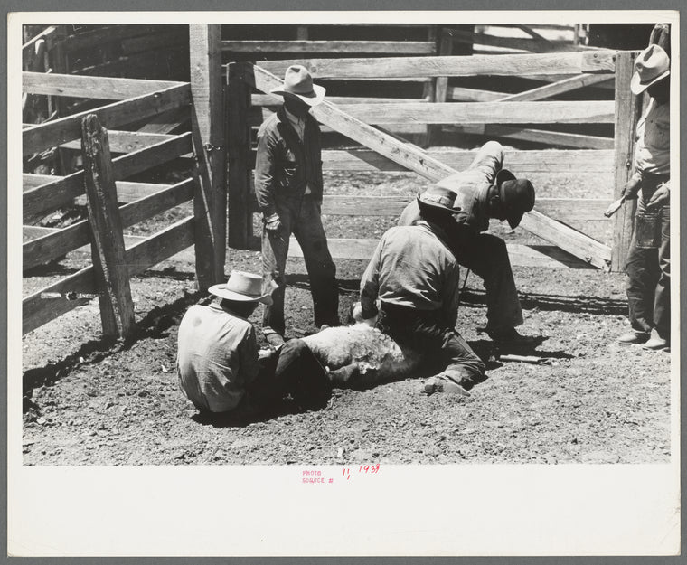 Activity in the branding pen on cattle ranch near Marfa, Texas