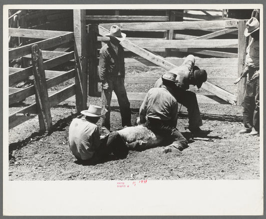 Activity in the branding pen on cattle ranch near Marfa, Texas