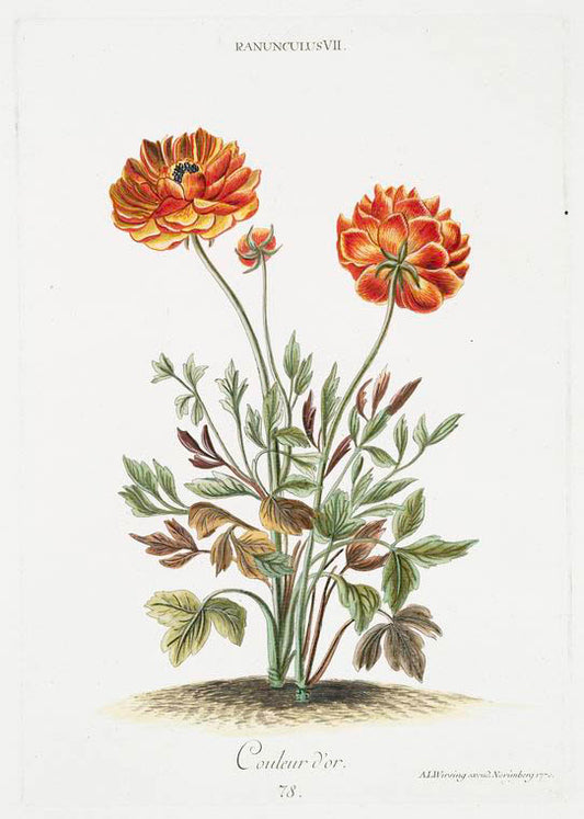 Ranunculus VII 'Couleur d'or'. [Butter cup]