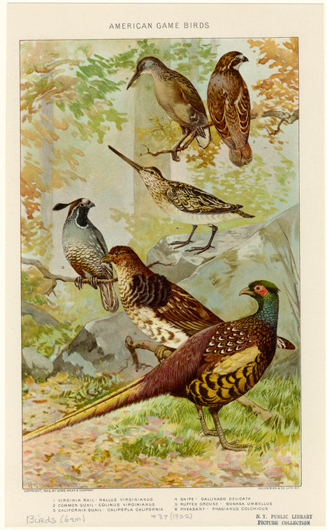 American game birds