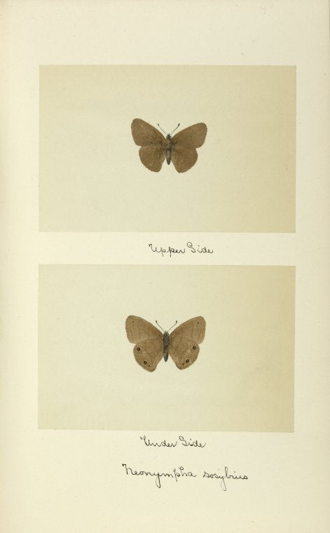 Neonympha sosybius (upper side; under side).