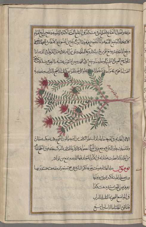 Savory (Satureia thymbra), labeled al-fawtanaj al-barrî; serves to illustrate qâlâminthî