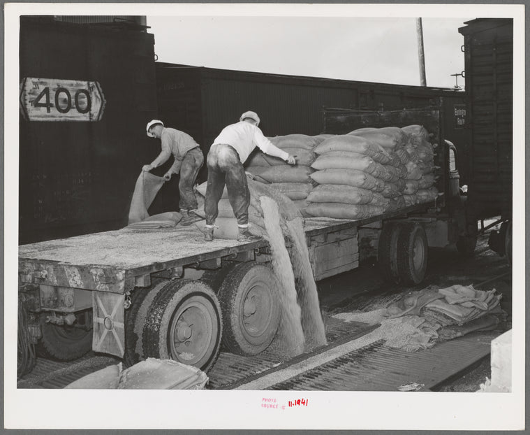 Petaluma, Sonoma County, California. Dumping grain into a bin which is below the open grills. The grain will then go into an elevator for storage