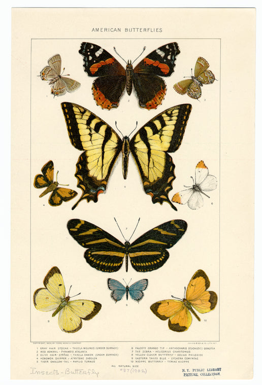 American butterflies