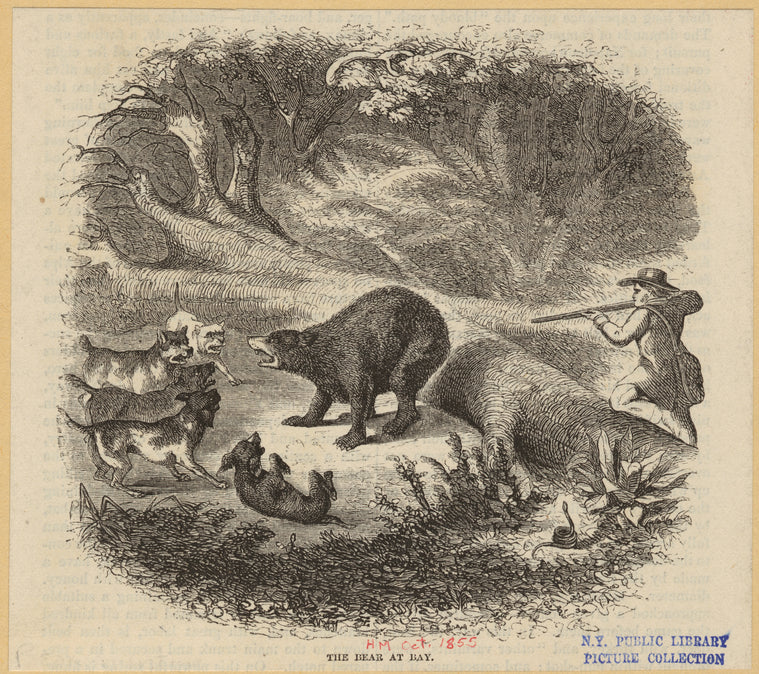 The bear at bay