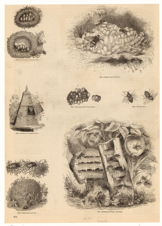 Hornets, bees, wasps, hives, nests, and eggs
