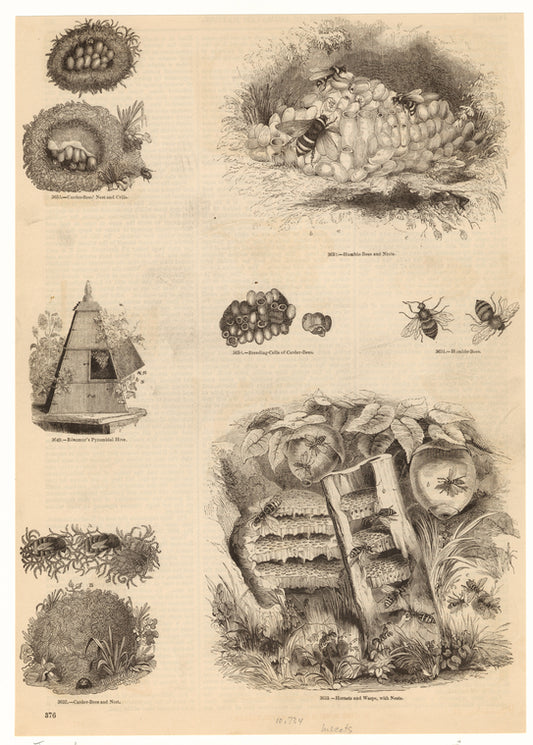 Hornets, bees, wasps, hives, nests, and eggs