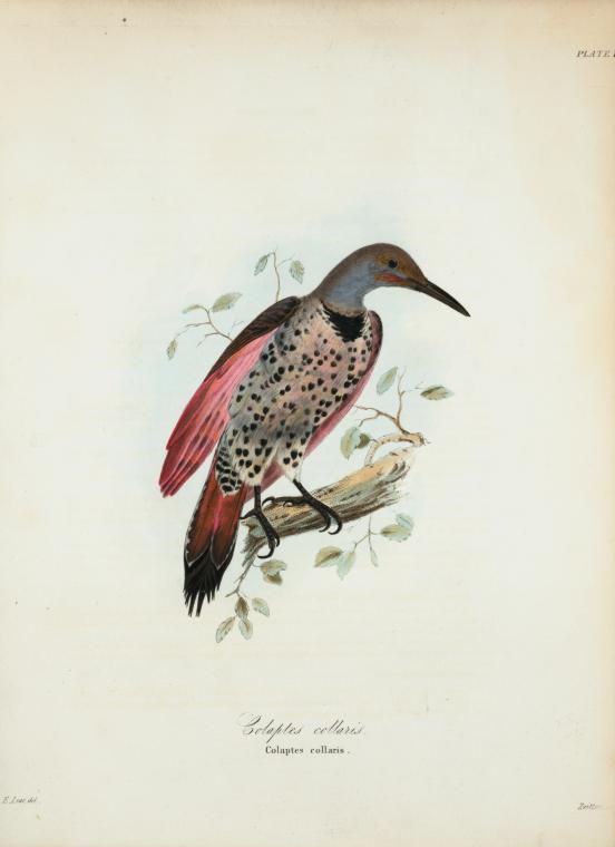 Colaptes collaris.