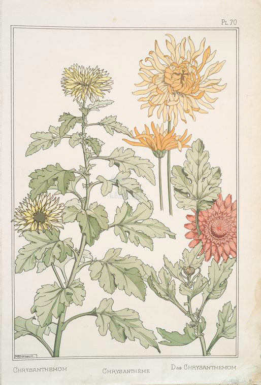 Chrysanthème