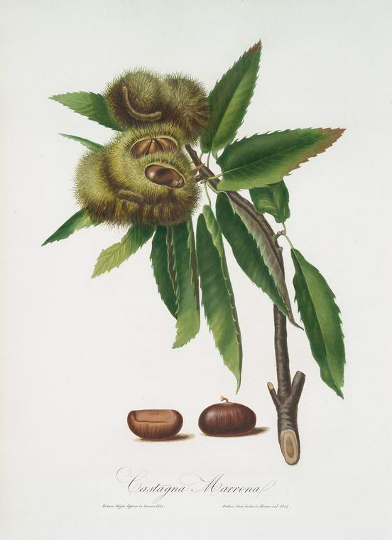 Castagna marrona. [Castanea sativa ; Spanish chestnut]