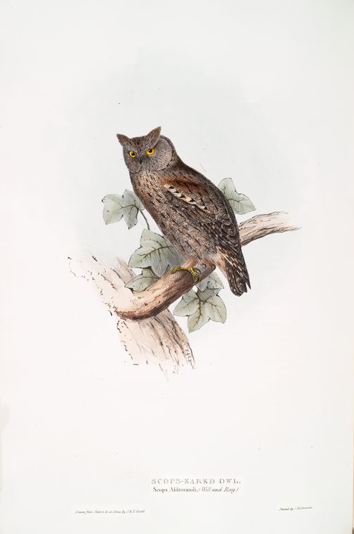 Scops-eared Owl